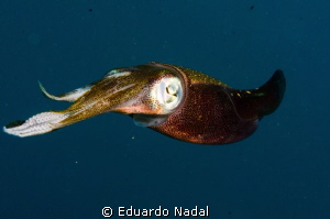 up close by Eduardo Nadal 